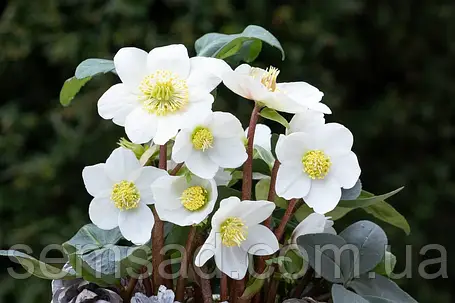 Морозник - Чемерник Монт Бланк ( саджанці 3 роки ), фото 2