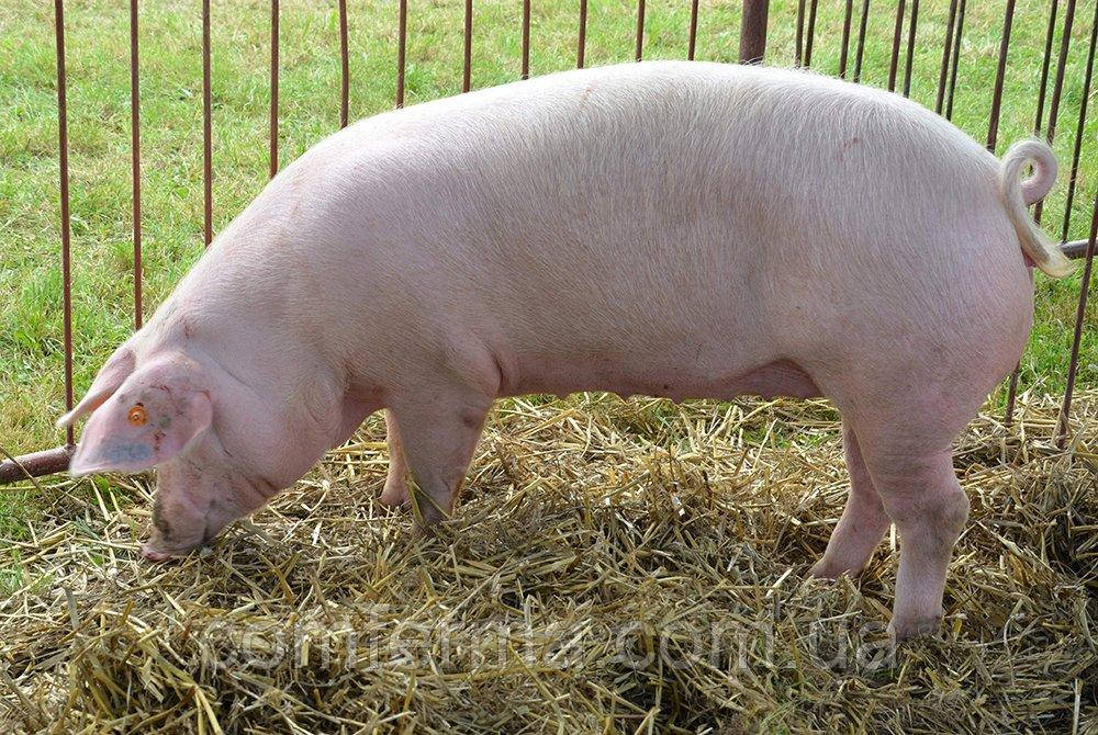 Кормосуміш для свиней від 60 кг на основі натуральних продуктів