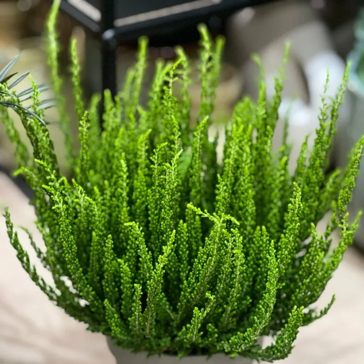 Саджанці Вересу звичайного Зелля (Calluna vulgaris Zellia) С1, фото 1