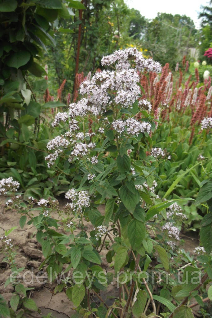 Душица (матерінка) (Саженці)