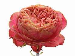 Троянда Victorian Secre ( Вікторіан Сікрет)