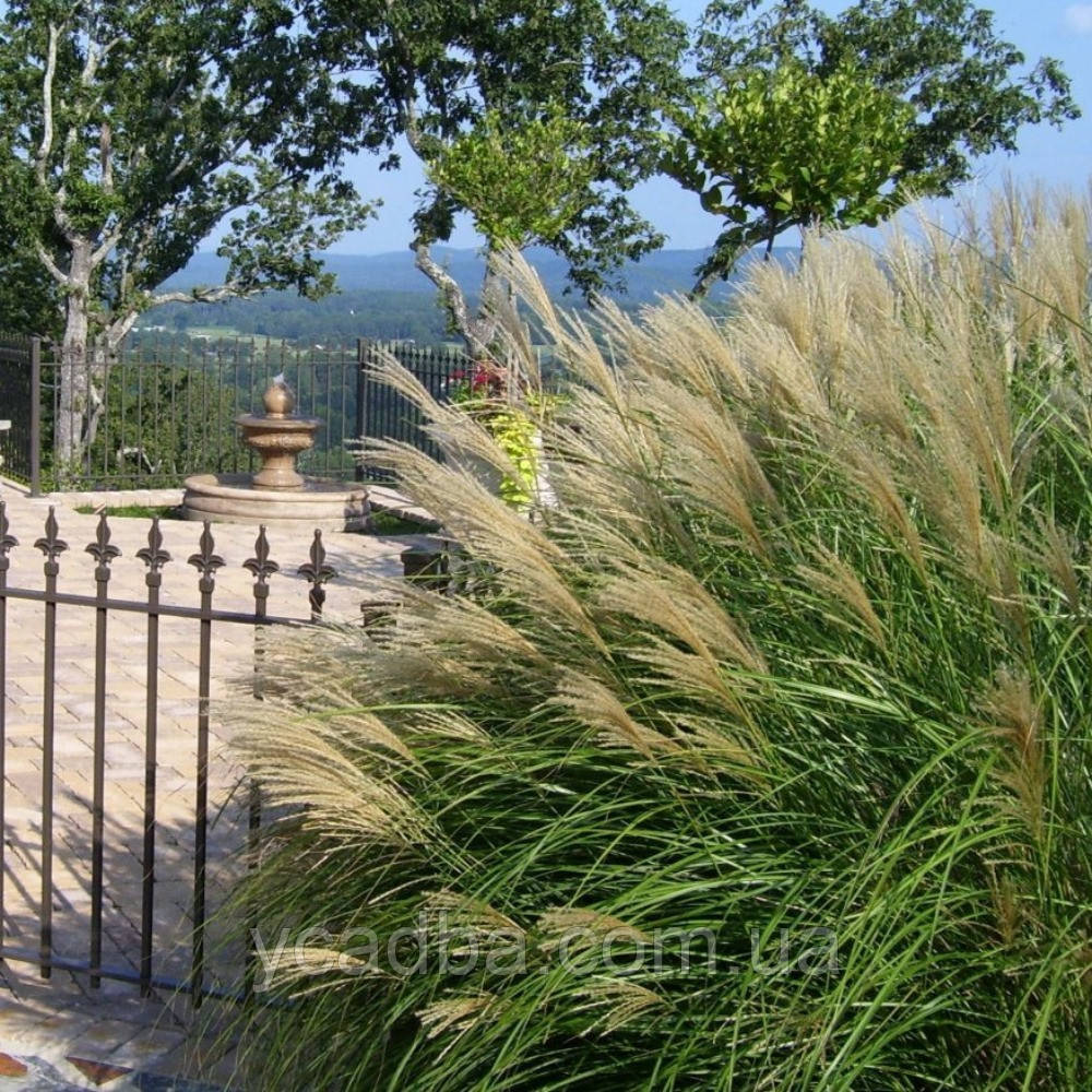 Міскантус Олігостахус (горщик 0,5л), фото 1