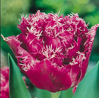 Тюльпан Louvre бахромчатий цибулина (1 шт.)