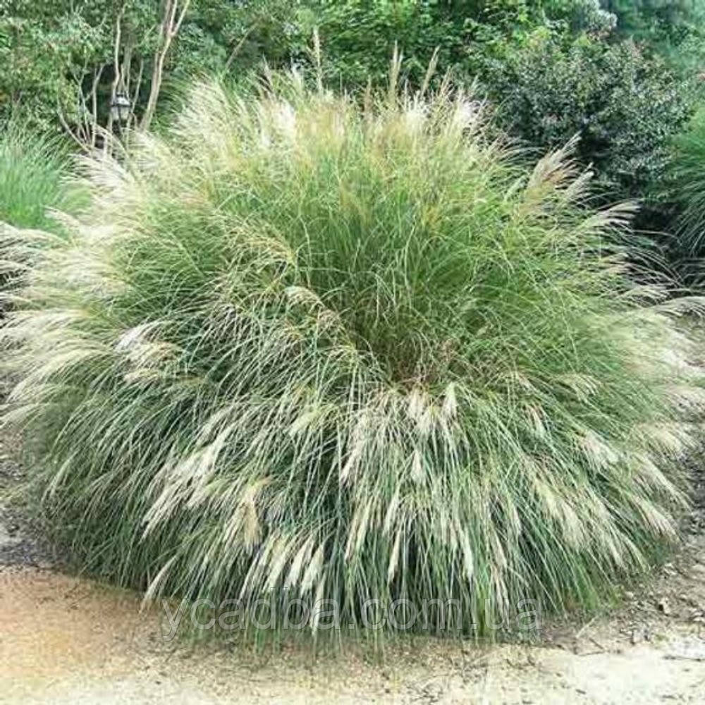 Міскантус китайський Ванілла Скай (горщик 0,5л), фото 1