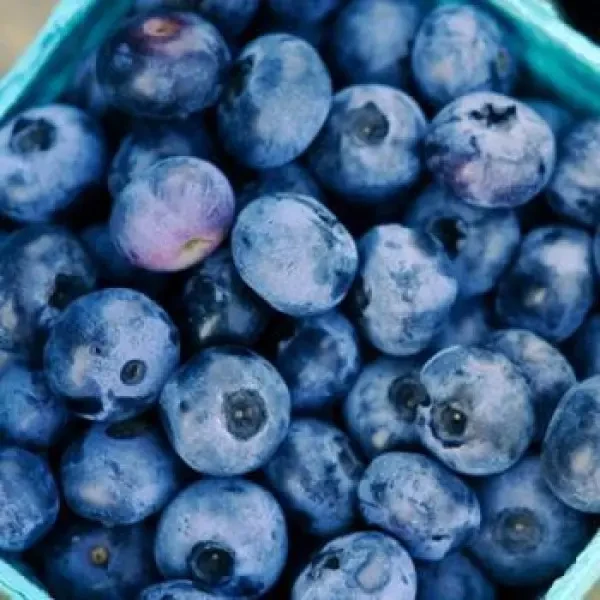 Лохина Блакитна лагуна (середня), фото 1