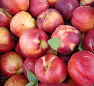 Гібрид слива+абрикос "Альфа", фото 1