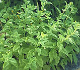 Меліса Лікарська 0.1г / Hem Zaden, фото 2