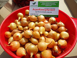 Озима цибуля сіянка Штутгартер Стенфілд (БРОЕР, Голландія), 500 г — рання, плоска, золотисто-коричнева