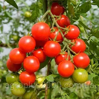 Насіння Томат Черрі Колібрі (Kollibry) поштучно 15 насінин Елітний Ряд