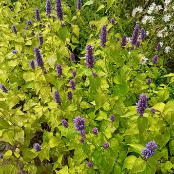 Лофант анісовий Золотий Ювілей 1 рік. p9