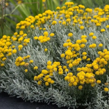 Сантоліна срібляста 1 рік С1