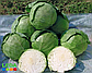 Капуста білоголова Ханна F1 2500 шт (Yuksel Seeds), фото 3