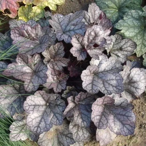Саджанці Гейхери Глітер (Heuchera Glitter) P9