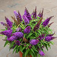 Саджанці Буддлеї давида Літл Ліла (Buddleja davidii Little Lila) Р9