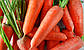 Морква Шантане Роял, надійний середньостиглий сорт 250 г насіння (Leda), фото 2