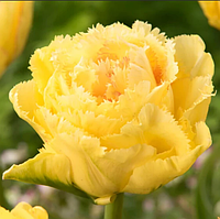 Тюльпан Lemon Shoot (махровий+оторочений) цибулина 11/12 (1 шт.)