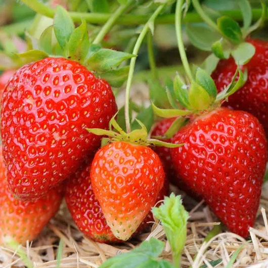 Саджанці полуниці (розсада) Соната (Sonata) - середньо-рання, крупноплідна, високоврожайна, фото 1