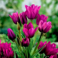 Тюльпан Night Club мультифлора цибулина (1 шт.)