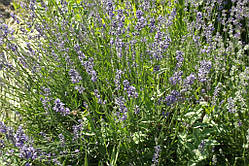 Лаванда вузьколиста (Lavandula angustifolia) (насіння) 30 ШТ