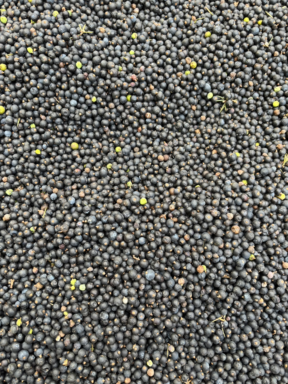 Ялівець (ягода сира), 2025рік ,1кг., фото 1