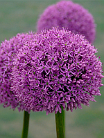 Алліум Gladiator 16/18