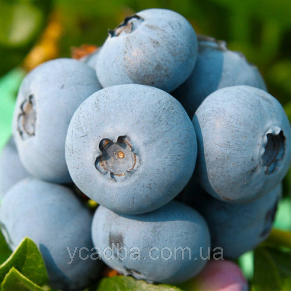 Лохина Елліот, пізня (горщик 0,5л), фото 1