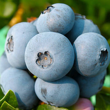 Лохина Елліот, пізня (горщик 0,5л)