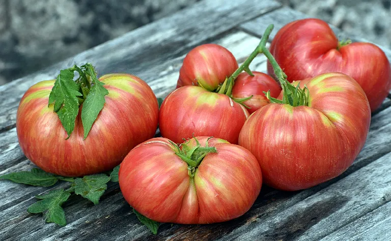 Насіння томату Гном Солодка Жар Птиця (Dwarf Firebird Sweet) 10 шт, фото 1