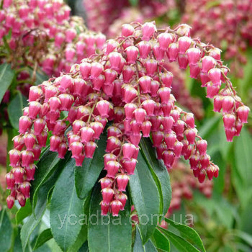 Пієріс японський Болтманс Пінк (горщик 1,5л), фото 1