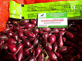 Цибуля сіянка голландська Ред Барон, 20 кг — пізня (120-130 днів), для осінньої посадки, червона