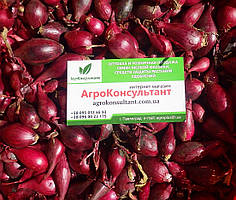 Цибуля сіянка голландська Ред Барон, 500 г — пізня (120-130 днів), для осінньої посадки, червона