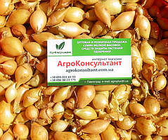 Озима цибуля сіянка Штур БС-20 (Stur BC-20), 500 г — середньостигла, високоврожайна, для осінньої посадки