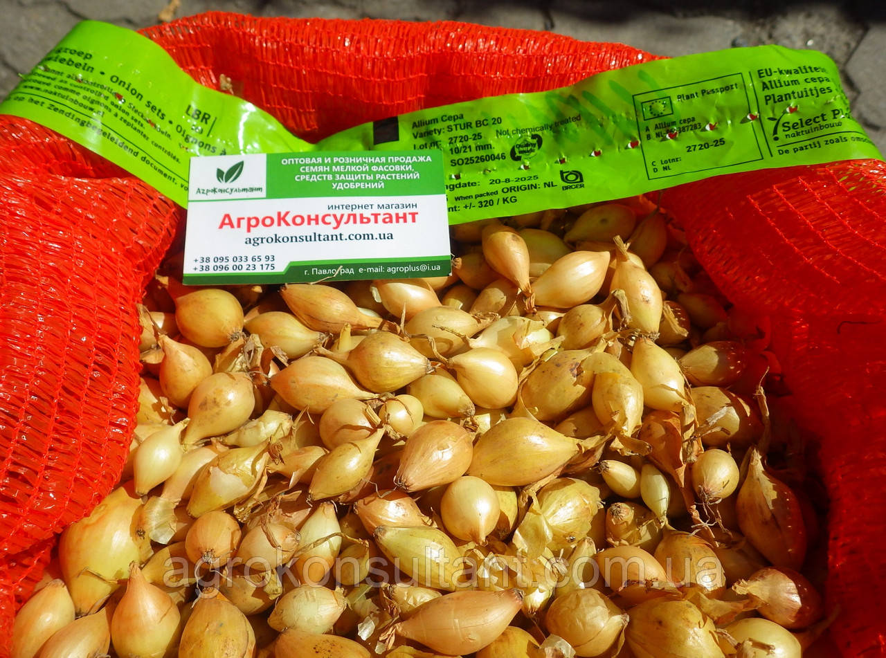 Озима цибуля сіянка Штур БС-20 (Stur BC-20), 20 кг — середньостигла, високоврожайна, для осінньої посадки