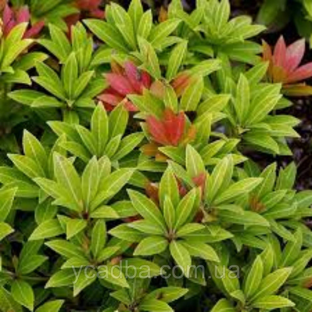 Пієріс японський Сарабанд (горщик 1,5л), фото 1