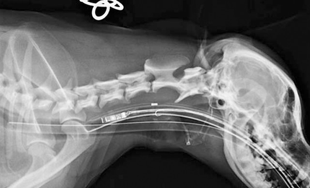 Ветеринарний ендоскоп eKuore