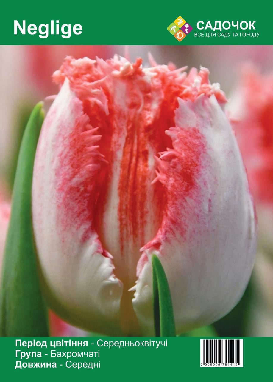 Цибулини тюльпана Neglige «Негліже», середньоквітучий махровий, 12/+ (25 шт.) Голландія 🌷Махрові бутони, фото 1