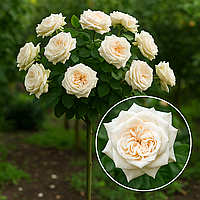 Троянда на штамбі   "Вайт Охара" (White O’Hara)