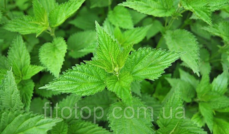 Кропива екстракт гліцериновий 1л, фото 1