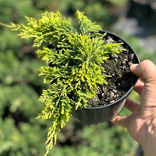 Ялівець Голден Карпет (Golden Сarpet) саджанець в горщику 1.5 л, фото 1