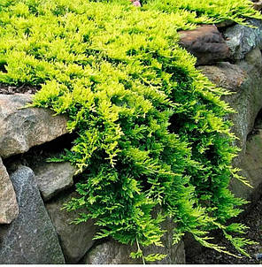 Ялівець Голден Карпет (Golden Сarpet) саджанець в горщику 1.5 л, фото 3