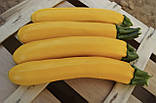 Кабачок Голден Глорі F1 5шт / Syngenta, фото 2