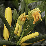 Кабачок Голден Глорі F1 5шт / Syngenta, фото 3