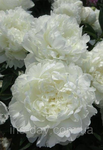 Півонія Білі ночі (Скакодуб 2014), фото 1
