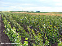 Як ростуть в нашому розсаднику саджанці груш.