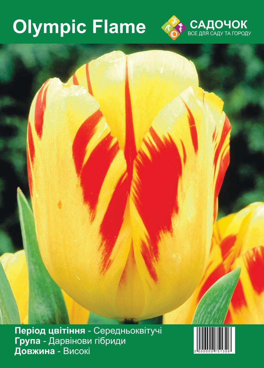 Цибулини тюльпана Olympic Flame, середньоквітучий Дарвіновий гібрид, 12/+ (25 шт.) Голландія 🌷Високий зріст, фото 1