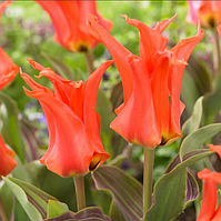 Тюльпан Кауфмана Rigas Barikades цибулина (1 шт.)