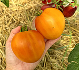 Насіння томату Гном Частування Глорії (Dwarf Gloria's Treat) 10 нас, фото 2