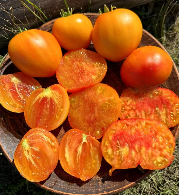 Насіння томату Гном Частування Глорії (Dwarf Gloria's Treat) 10 нас, фото 1