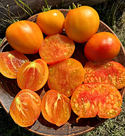 Насіння томату Гном Частування Глорії (Dwarf Gloria's Treat) 10 нас