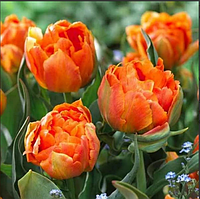 Тюльпан Orca махр.+багатокв. цибулина (1 шт.)